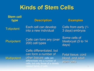 Kinds of Stem CellsKinds of Stem Cells
Stem cellStem cell
typetype DescriptionDescription ExamplesExamples
TotipotentTotipotent
Each cell can developEach cell can develop
into a new individualinto a new individual
Cells from early (1-Cells from early (1-
3 days) embryos3 days) embryos
PluripotentPluripotent
Cells can form any (overCells can form any (over
200) cell types200) cell types
Some cells ofSome cells of
blastocyst (5 to 14blastocyst (5 to 14
days)days)
MultipotentMultipotent
Cells differentiated, butCells differentiated, but
can form a number ofcan form a number of
other tissuesother tissues cells can
differentiate into a number of
cells, but only those of a closely
related family of cells
Fetal tissue, cordFetal tissue, cord
blood, and adultblood, and adult
stem cellsstem cells
66
 