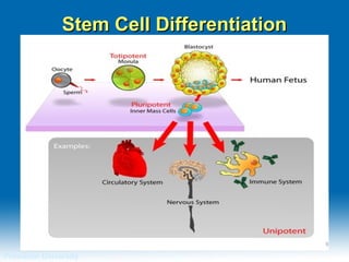 Stem Cell DifferentiationStem Cell Differentiation
Princeton University
88
 
