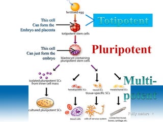 This cellThis cell
Can form theCan form the
Embryo and placentaEmbryo and placenta
This cellThis cell
Can just form theCan just form the
embryoembryo
Fully matureFully mature 99
 