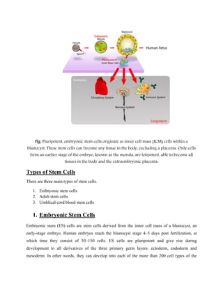 Fig: Pluripotent, embryonic stem cells originate as inner cell mass (ICM) cells within a
blastocyst. These stem cells can become any tissue in the body, excluding a placenta. Only cells
from an earlier stage of the embryo, known as the morula, are totipotent, able to become all
tissues in the body and the extraembryonic placenta.
Types of Stem Cells
There are three main types of stem cells.
1. Embryonic stem cells
2. Adult stem cells
3. Umblical cord blood stem cells
1. Embryonic Stem Cells
Embryonic stem (ES) cells are stem cells derived from the inner cell mass of a blastocyst, an
early-stage embryo. Human embryos reach the blastocyst stage 4–5 days post fertilization, at
which time they consist of 50–150 cells. ES cells are pluripotent and give rise during
development to all derivatives of the three primary germ layers: ectoderm, endoderm and
mesoderm. In other words, they can develop into each of the more than 200 cell types of the
 