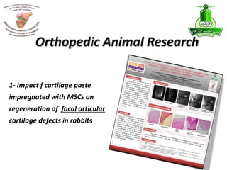 1- Impact f cartilage paste
impregnated with MSCs on
regeneration of focal articular
cartilage defects in rabbits
Orthopedic Animal Research
 