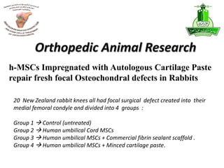 20 New Zealand rabbit knees all had focal surgical defect created into their
medial femoral condyle and divided into 4 groups :
Group 1  Control (untreated)
Group 2  Human umbilical Cord MSCs
Group 3  Human umbilical MSCs + Commercial fibrin sealant scaffold .
Group 4  Human umbilical MSCs + Minced cartilage paste.
h-MSCs Impregnated with Autologous Cartilage Paste
repair fresh focal Osteochondral defects in Rabbits
Orthopedic Animal Research
 