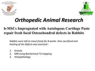 Orthopedic Animal Research
Rabbits were left to move freely for 8 weeks then sacrificed and
healing of the defects was assessed :
1. Grossly
2. MRI using Biochemical T2 mapping
3. Histopathology
h-MSCs Impregnated with Autologous Cartilage Paste
repair fresh focal Osteochondral defects in Rabbits
 