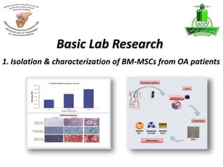 1. Isolation & characterization of BM-MSCs from OA patients
Basic Lab Research
 