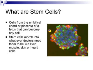 Stem Cell Research And Therapeutic Cloning | PPT