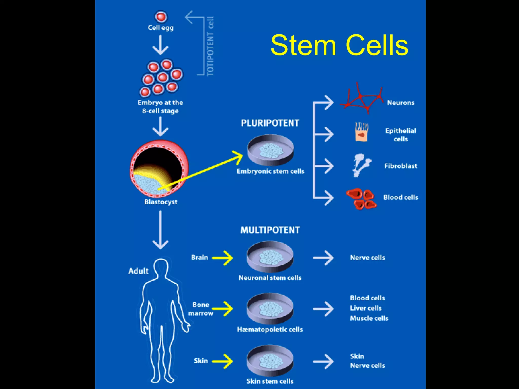 Stem Cells 