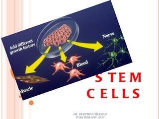 STEM CELLS DR. DEEPTHI UTHAMAN TGES BIOLOGY IBDP 