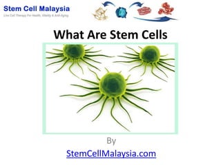 What Are Stem Cells




           By
  StemCellMalaysia.com
 