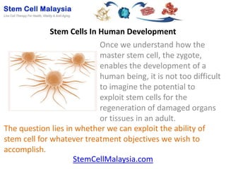 Stem Cells In Human Development
                           Once we understand how the
                           master stem cell, the zygote,
                           enables the development of a
                           human being, it is not too difficult
                           to imagine the potential to
                           exploit stem cells for the
                           regeneration of damaged organs
                           or tissues in an adult.
The question lies in whether we can exploit the ability of
stem cell for whatever treatment objectives we wish to
accomplish.
                    StemCellMalaysia.com
 