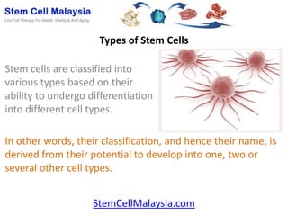 Types of Stem Cells

Stem cells are classified into
various types based on their
ability to undergo differentiation
into different cell types.

In other words, their classification, and hence their name, is
derived from their potential to develop into one, two or
several other cell types.


                    StemCellMalaysia.com
 