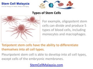 Types of Stem Cells

                             For example, oligopotent stem
                             cells can divide and produce 5
                             types of blood cells, including
                             monocytes and macrophages.


Totipotent stem cells have the ability to differentiate
themselves into all cell types.
Pleuripotent stem cell is able to develop into all cell types,
except cells of the embryonic membranes.
                    StemCellMalaysia.com
 