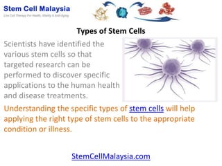 Types of Stem Cells
Scientists have identified the
various stem cells so that
targeted research can be
performed to discover specific
applications to the human health
and disease treatments.
Understanding the specific types of stem cells will help
applying the right type of stem cells to the appropriate
condition or illness.


                   StemCellMalaysia.com
 
