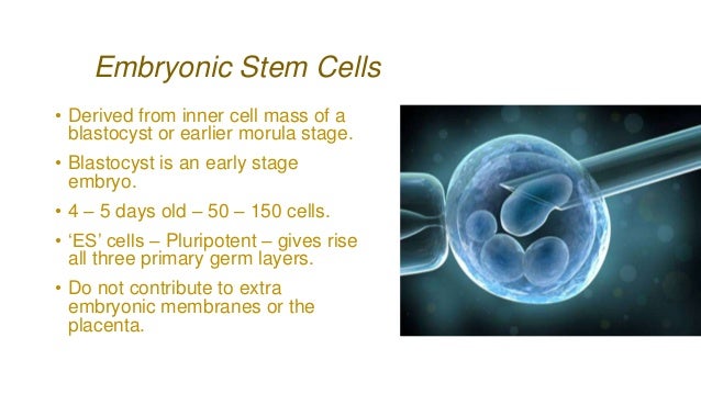 Stem Cells