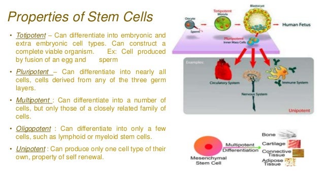 somatic stem cells definition somatic stem cells definition
