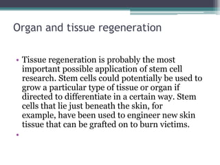Organ and tissue regeneration
• Tissue regeneration is probably the most
important possible application of stem cell
research. Stem cells could potentially be used to
grow a particular type of tissue or organ if
directed to differentiate in a certain way. Stem
cells that lie just beneath the skin, for
example, have been used to engineer new skin
tissue that can be grafted on to burn victims.
•
 