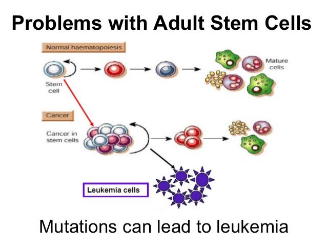 Adult Stem Cell Controversy 28