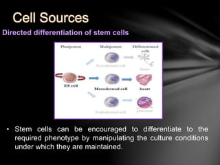 Cell Sources 
Directed differentiation of stem cells 
• Stem cells can be encouraged to differentiate to the 
required phenotype by manipulating the culture conditions 
under which they are maintained. 
 