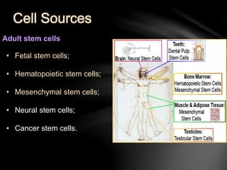 Cell Sources 
Adult stem cells 
• Fetal stem cells; 
• Hematopoietic stem cells; 
• Mesenchymal stem cells; 
• Neural stem cells; 
• Cancer stem cells. 
 