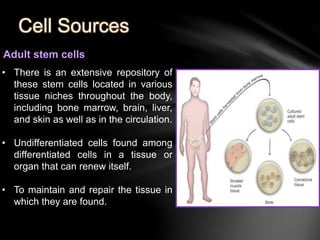 Cell Sources 
Adult stem cells 
• There is an extensive repository of 
these stem cells located in various 
tissue niches throughout the body, 
including bone marrow, brain, liver, 
and skin as well as in the circulation. 
• Undifferentiated cells found among 
differentiated cells in a tissue or 
organ that can renew itself. 
• To maintain and repair the tissue in 
which they are found. 
 