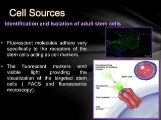 Universidade de Aveiro 
Cell Sources 
Identification and Isolation of adult stem cells 
• Fluorescent molecules adhere very 
specifically to the receptors of the 
stem cells acting as cell markers. 
• The fluorescent markers emit 
visible light providing the 
visualization of the targeted stem 
cells ( FACS and fluorescence 
microscopy). 
 