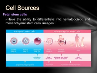 Cell Sources 
Fetal stem cells 
• Have the ability to differentiate into hematopoietic and 
mesenchymal stem cells lineages. 
 