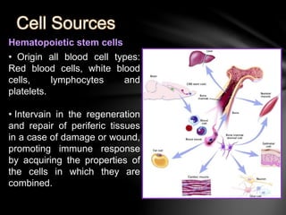 Cell Sources 
Hematopoietic stem cells 
• Origin all blood cell types: 
Red blood cells, white blood 
cells, lymphocytes and 
platelets. 
• Intervain in the regeneration 
and repair of periferic tissues 
in a case of damage or wound, 
promoting immune response 
by acquiring the properties of 
the cells in which they are 
combined. 
 