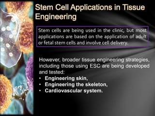 Stem Cell Applications in Tissue 
Engineering 
Stem cells are being used in the clinic, but most 
applications are based on the application of adult 
or fetal stem cells and involve cell delivery. 
However, broader tissue engineering strategies, 
including those using ESC are being developed 
and tested: 
• Engineering skin, 
• Engineering the skeleton, 
• Cardiovascular system. 
 
