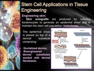 Stem Cell Applications in Tissue 
Engineering 
Engineering skin: 
- Skin autografts are produced by culturing 
keratinocytes to generate an epidermal sheet and to 
maintain the stem cell population- holoclones. 
- The epidermal sheet 
is placed on top of a 
dermal substitute 
comprising: 
• Devitalized dermis; 
• Bioengineered 
dermal substitutes 
seeded with dermal 
fibroblasts. 
 