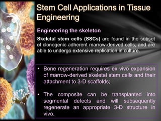 Stem Cell Applications in Tissue 
Engineering 
Engineering the skeleton 
Skeletal stem cells (SSCs) are found in the subset 
of clonogenic adherent marrow-derived cells, and are 
able to undergo extensive replication in culture. 
• Bone regeneration requires ex vivo expansion 
of marrow-derived skeletal stem cells and their 
attachment to 3-D scaffolds; 
• The composite can be transplanted into 
segmental defects and will subsequently 
regenerate an appropriate 3-D structure in 
vivo. 
 