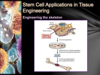 Stem Cell Applications in Tissue 
Engineering 
Engineering the skeleton 
 