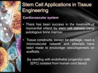 Stem Cell Applications in Tissue 
Engineering 
Cardiovascular system 
• There has been success in the treatment of 
myocardial infarct by stem cell delivery using 
autologous bone marrow; 
• Tissue constructs, except for cartilage, need a 
microvascular network and attempts have 
been made to encourage vasculogenesis on 
scaffolds 
(by seeding with endothelial progenitor cells 
(EPC) isolated from human cord blood) 
 