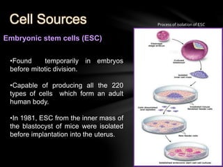 Universidade de Aveiro 
Cell Sources 
Embryonic stem cells (ESC) 
•Found temporarily in embryos 
before mitotic division. 
•Capable of producing all the 220 
types of cells which form an adult 
human body. 
•In 1981, ESC from the inner mass of 
the blastocyst of mice were isolated 
before implantation into the uterus. 
Process of isolation of ESC 
 