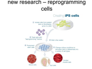 Stem cells | PPT