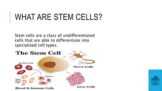 WHAT ARE STEM CELLS?
Stem cells are a class of undifferentiated
cells that are able to differentiate into
specialized cell types.
 