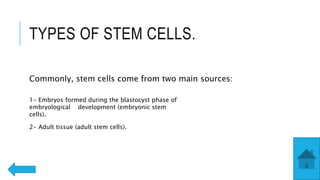 TYPES OF STEM CELLS.
Commonly, stem cells come from two main sources:
1- Embryos formed during the blastocyst phase of
embryological development (embryonic stem
cells).
2- Adult tissue (adult stem cells).
 