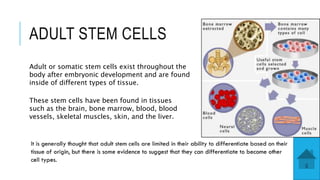 ADULT STEM CELLS
Adult or somatic stem cells exist throughout the
body after embryonic development and are found
inside of different types of tissue.
These stem cells have been found in tissues
such as the brain, bone marrow, blood, blood
vessels, skeletal muscles, skin, and the liver.
 