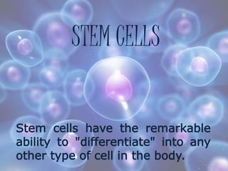 STEM CELLS
Stem cells have the remarkable
ability to "differentiate" into any
other type of cell in the body.
 