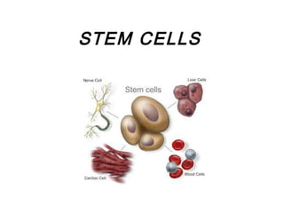 STEM CELLS
 