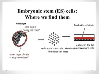 Stem cells | PPTX