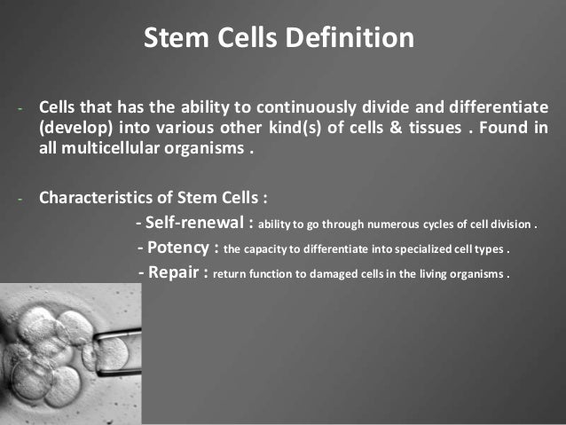 stem cell meaning stem cell meaning