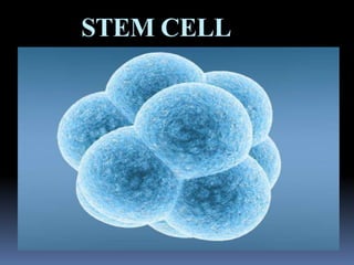 STEM CELL
 