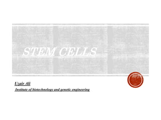 STEM CELLS
Uzair Ali
Institute of biotechnology and genetic engineering
 