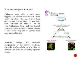 What are embryonic Stem cell?
Embryonic stem cells, as their name
suggests, are derived from embryos. Most
embryonic stem cells are derived from
embryos that develop from eggs that have
been fertilized in vitro—in an in
vitro fertilizations clinic—and then donated
for research purposes with informed consent
of the donors. They are not derived from
eggs fertilized in vivo.
Scientist change the chemical
composition of the culture medium,
alter the surface of the culture dish, or
modify the cells by inserting specific
genes.
 