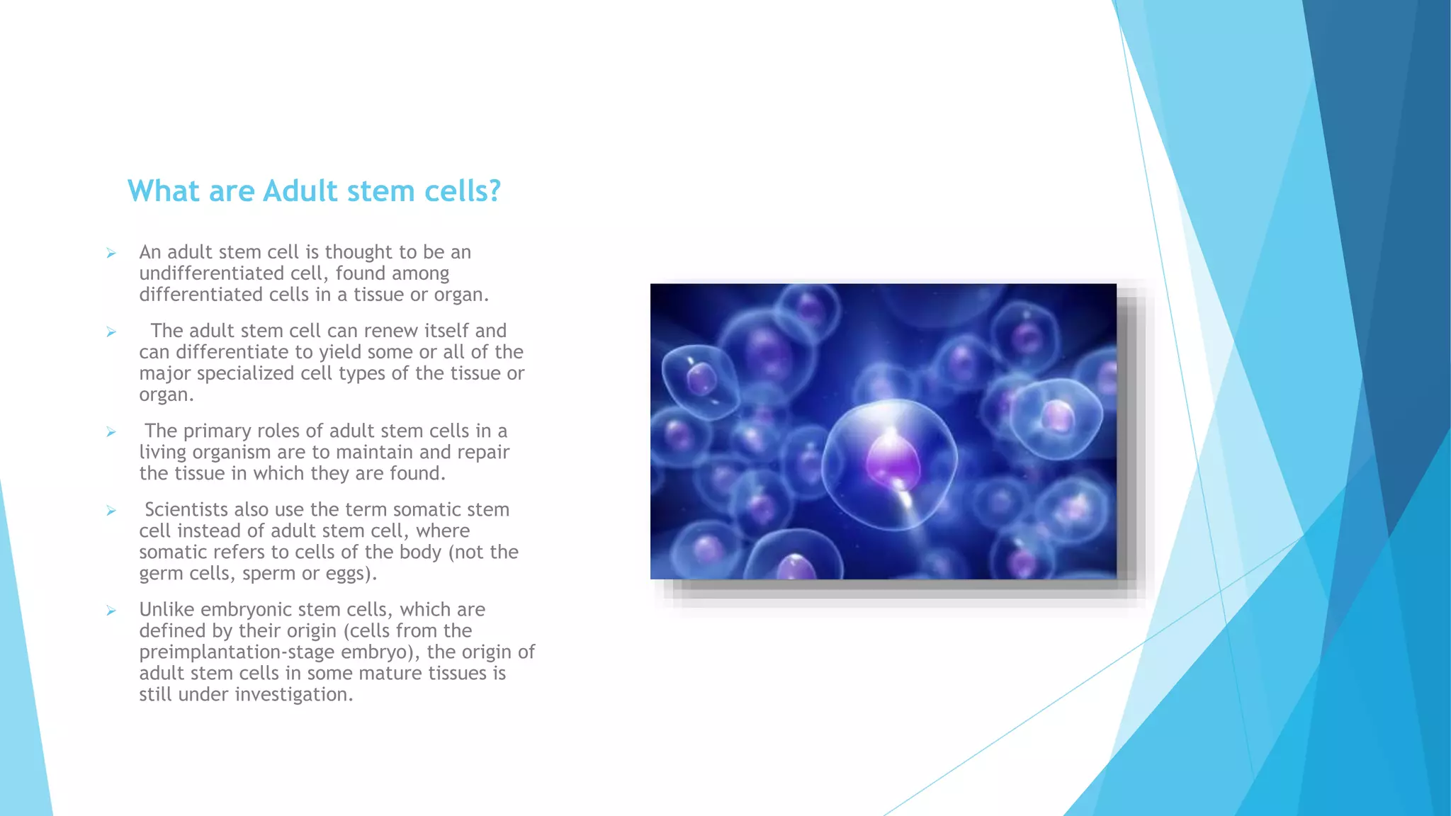 What are Adult stem cells?
 An adult stem cell is thought to be an
undifferentiated cell, found among
differentiated cells in a tissue or organ.
 The adult stem cell can renew itself and
can differentiate to yield some or all of the
major specialized cell types of the tissue or
organ.
 The primary roles of adult stem cells in a
living organism are to maintain and repair
the tissue in which they are found.
 Scientists also use the term somatic stem
cell instead of adult stem cell, where
somatic refers to cells of the body (not the
germ cells, sperm or eggs).
 Unlike embryonic stem cells, which are
defined by their origin (cells from the
preimplantation-stage embryo), the origin of
adult stem cells in some mature tissues is
still under investigation.
 