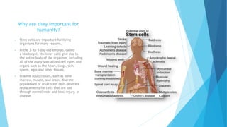Why are they important for
humanity?
 Stem cells are important for living
organisms for many reasons.
 In the 3- to 5-day-old embryo, called
a blastocyst, the inner cells give rise to
the entire body of the organism, including
all of the many specialized cell types and
organs such as the heart, lungs, skin,
sperm, eggs and other tissues.
 In some adult tissues, such as bone
marrow, muscle, and brain, discrete
populations of adult stem cells generate
replacements for cells that are lost
through normal wear and tear, injury, or
disease.
 