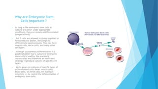 Why are Embryonic Stem
Cells important ?
 As long as the embryonic stem cells in
culture are grown under appropriate
conditions, they can remain undifferentiated
(unspecialized).
 But if cells are allowed to clump together to
form embryoid bodies, they begin to
differentiate spontaneously. They can form
muscle cells, nerve cells, and many other
cell types.
 Although spontaneous differentiation is a
good indication that a culture of embryonic
stem cells is healthy, the process is
uncontrolled and therefore an inefficient
strategy to produce cultures of specific cell
types.
 So, to generate cultures of specific types of
differentiated cells—heart muscle cells,
blood cells, or nerve cells, for example—
scientists try to control the differentiation of
embryonic stem cells.
 