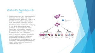 What do the Adult stem cells
do?
 Typically, there is a very small number of
stem cells in each tissue and, once
removed from the body, their capacity to
divide is limited, making generation of
large quantities of stem cells difficult.
 Scientists in many laboratories are trying
to find better ways to grow large
quantities of adult stem cells in cell
culture and to manipulate them to
generate specific cell types so they can
be used to treat injury or disease.
 Some examples of potential treatments
include regenerating bone using cells
derived from bone marrow stroma,
developing insulin-producing cells for type
1 diabetes, and repairing damaged heart
muscle following a heart attack with
cardiac muscle cells.
 