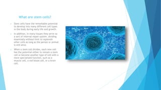 What are stem cells?
 Stem cells have the remarkable potential
to develop into many different cell types
in the body duri...