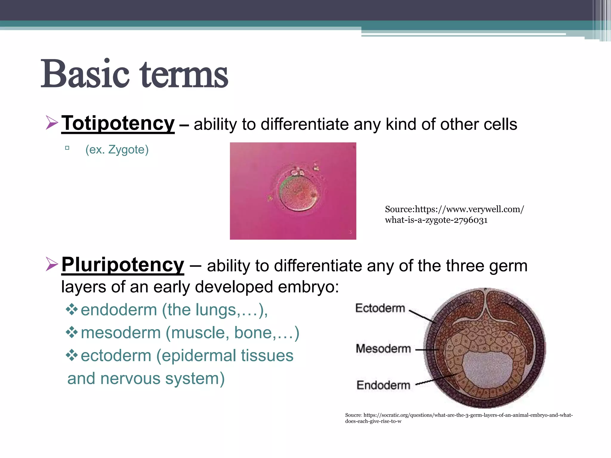 Basic terms
Totipotency – ability to differentiate any kind of other cells
▫ (ex. Zygote)
Pluripotency – ability to differentiate any of the three germ
layers of an early developed embryo:
endoderm (the lungs,…),
mesoderm (muscle, bone,…)
ectoderm (epidermal tissues
and nervous system)
Soucre: https://socratic.org/questions/what-are-the-3-germ-layers-of-an-animal-embryo-and-what-
does-each-give-rise-to-w
Source:https://www.verywell.com/
what-is-a-zygote-2796031
 