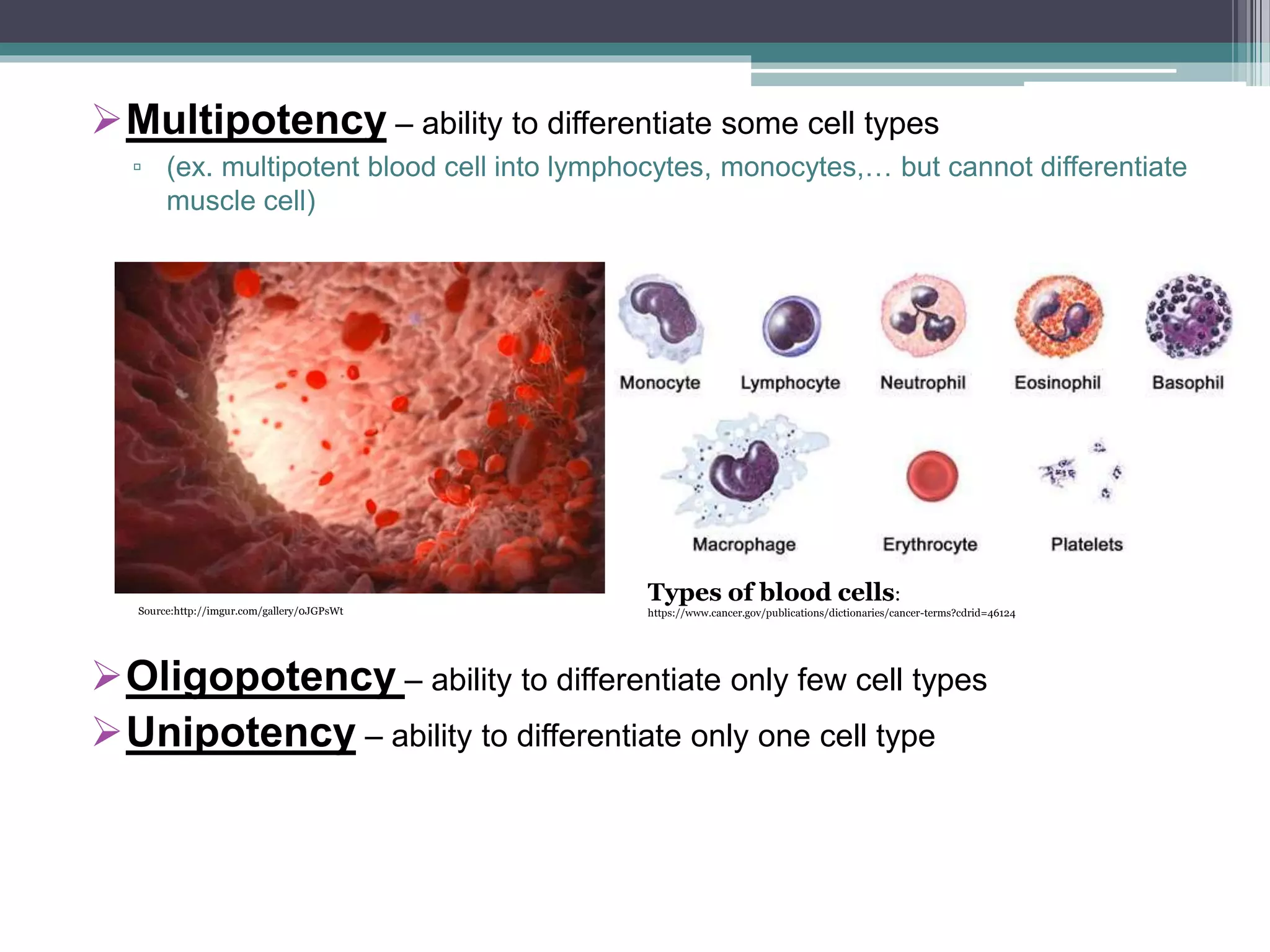 Multipotency – ability to differentiate some cell types
▫ (ex. multipotent blood cell into lymphocytes, monocytes,… but cannot differentiate
muscle cell)
Oligopotency – ability to differentiate only few cell types
Unipotency – ability to differentiate only one cell type
Types of blood cells:
https://www.cancer.gov/publications/dictionaries/cancer-terms?cdrid=46124Source:http://imgur.com/gallery/0JGPsWt
 
